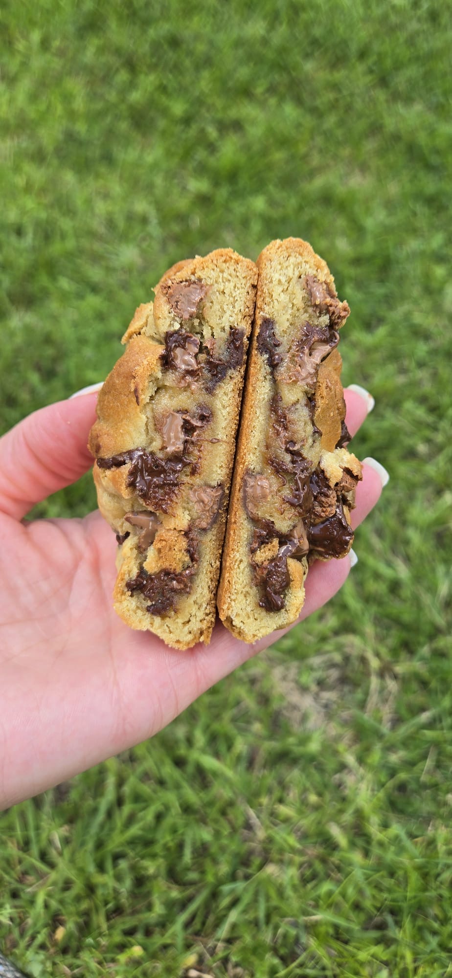 Chocolate chip cookie