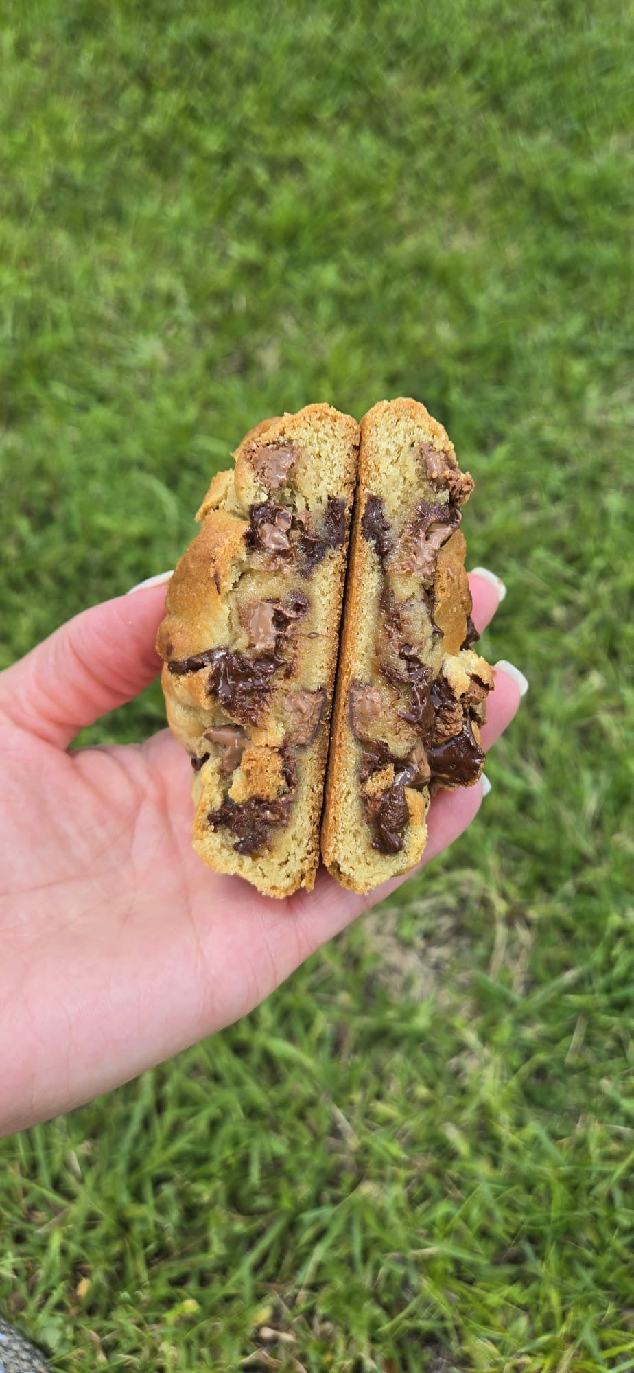 Chocolate chip cookie
